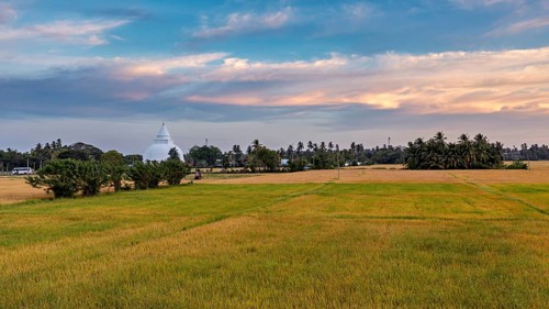 Wide field with a distant stupa under a colorful sunset sky, a dagoba in the rice paddies near Yala