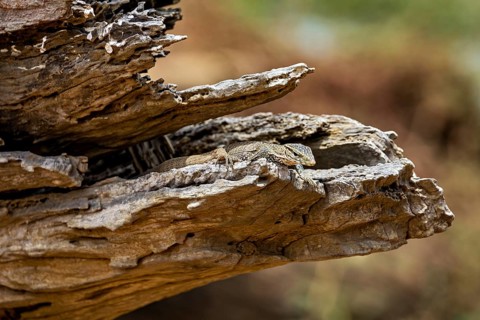 Lizard in camouflage on a tree trunk in a natural environment, dwarf mulga dragon (Varanus gilleni)