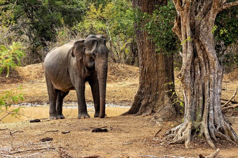 An elephant leans against a tree in the forest, the ground is dry and the elephant appears calm in