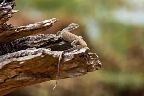 Lizard on a tree trunk in a natural environment, dwarf mulga dragon (Varanus gilleni) in Yala