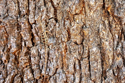 A lizard camouflages itself on brown, textured tree bark, Oriental garden agama (Calotes