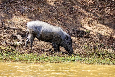 A wild boar stands on a muddy bank in the shade, surrounded by natural surroundings, A Sri Lanka