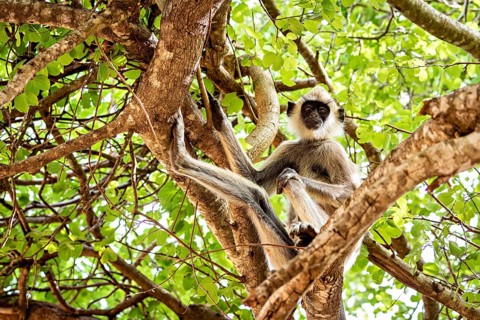 A monkey sits in a tree full of green leaves, surrounded by strong branches. The scene appears