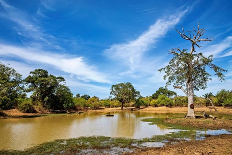 A quiet pond surrounded by green trees, under a blue sky with some clouds, the scenery of Sri