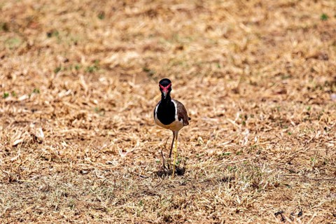 A bird stands in a dry grassland, red lapwing (Vanellus indicus) in Yala National Park Sri Lanka