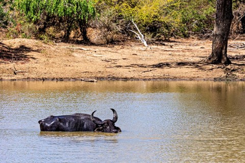A lone buffalo stands in the water at the edge of the forest, the atmosphere seems calm, water