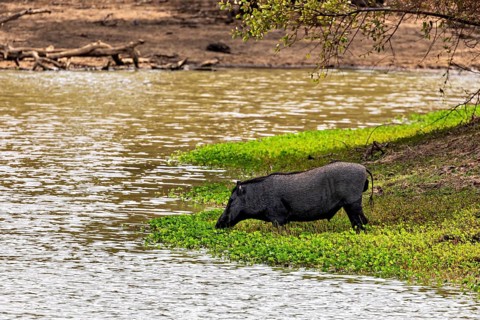A wild boar drinks on the riverbank, surrounded by green vegetation and a tranquil atmosphere, A