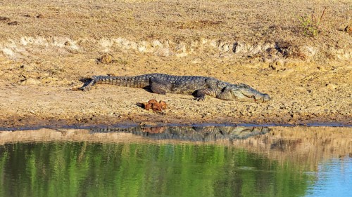 A crocodile rests on the bank of a water body under the sun, with green reflections in the water,