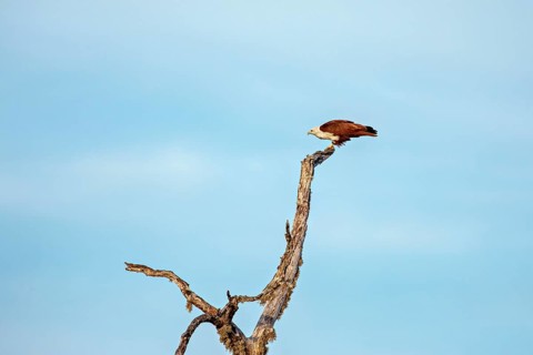 An eagle resting on a branch against a clear blue sky, A Brahmin harrier (Haliastur indus) in Sri