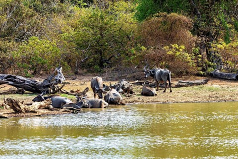 Buffaloes resting by the water, surrounded by green trees, a peaceful nature scene, water buffaloes