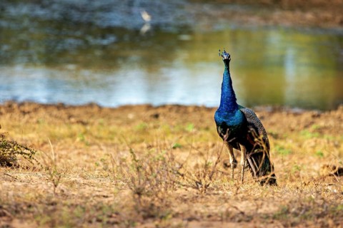 A peacock with impressive plumage stands in front of a pond in a dry natural landscape, An Indian