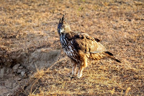 A bird of prey stands on dry ground in a natural environment in daylight, A black-breasted eagle