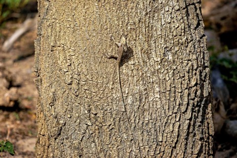 Lizard camouflaging itself on a tree trunk, almost invisible due to the natural texture, Oriental