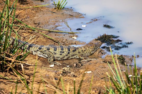 A crocodile lies on the sandy shore of a body of water, surrounded by plants, swamp crocodile in