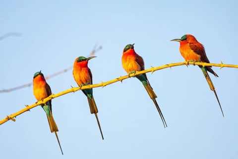 Carmine Bee-eater (Merops nubicus) South Luangwa NP Zambia August