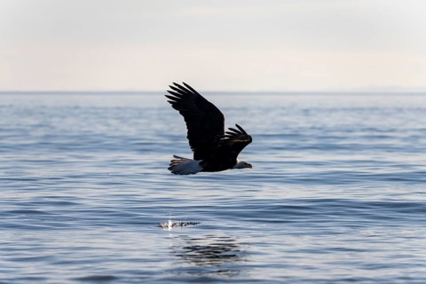 Bald eagle (Haliaeetus leucocephalus) in flight over the sea, Anchor Point at Cook Inlet, Anchor