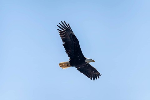 Bald eagle (Haliaeetus leucocephalus) in flight, Anchor Point at Cook Inlet, Anchor River State
