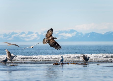 Bald eagle (Haliaeetus leucocephalus) in flight, Anchor Point at Cook Inlet, white mountain peaks