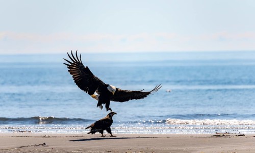 Bald eagle (Haliaeetus leucocephalus) landing next to another eagle on the beach, Anchor Point at