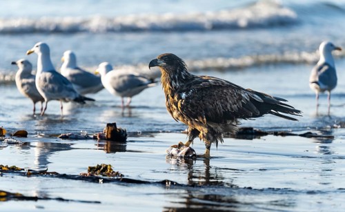 Bald eagle (Haliaeetus leucocephalus) on the beach with prey, Anchor Point, Cook Inlet, Anchor