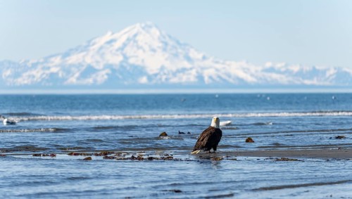 Bald eagle (Haliaeetus leucocephalus) sitting on the beach, Anchor Point at Cook Inlet, behind