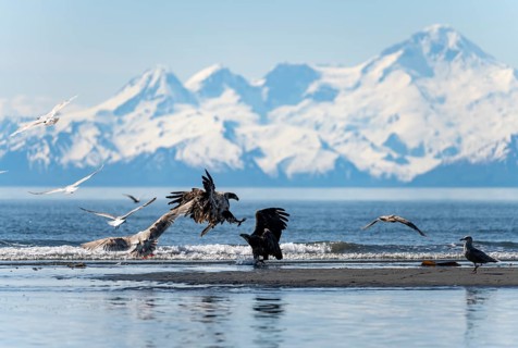 Bald eagle (Haliaeetus leucocephalus) landing on the beach among seagulls, Anchor Point, Cook