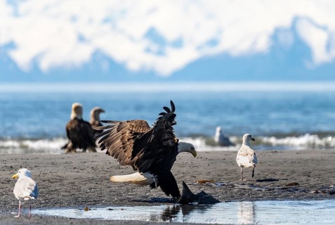 Bald eagle (Haliaeetus leucocephalus) landing on the beach with prey, Anchor Point at Cook Inlet,