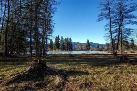 Moor, moor pond, in winter, Oberstdorf, Oberallgäu, Allgäu, Bavaria, Germany