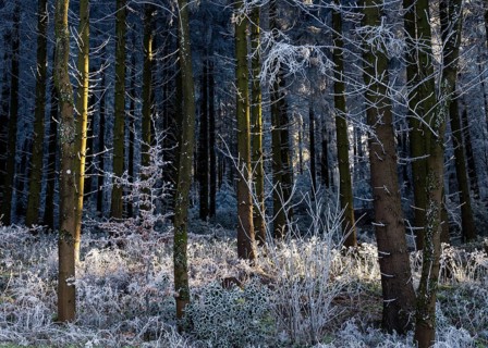 Wintery forest with hoarfrost on Königstuhl mountain, Rhein-Neckar district, Baden-Württemberg,