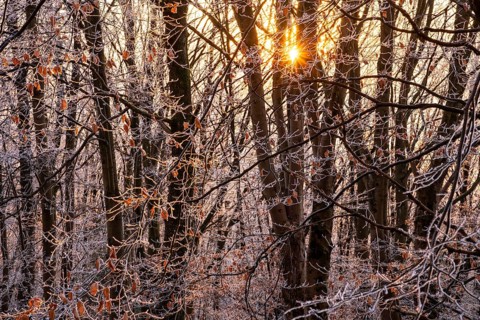 Wintery forest with hoarfrost on Königstuhl mountain, evening light, sunset, Rhein-Neckar district,