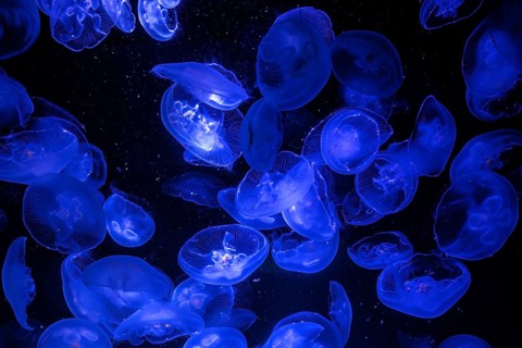 Jellyfish, moon jellyfish (Aurelia aurita) in the Ozeaneum, Hanseatic city of Stralsund,