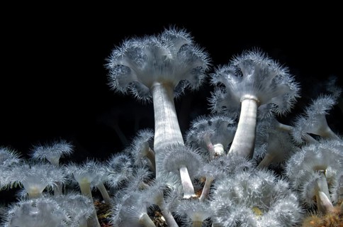 Sea anemone (Metridium senile), Ozeaneum, Hanseatic City of Stralsund, Mecklenburg-Western