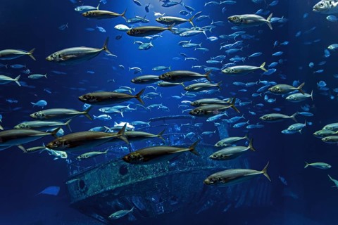 Fish in the huge aquarium in the Ozeaneum, Hanseatic City of Stralsund, Mecklenburg-Western