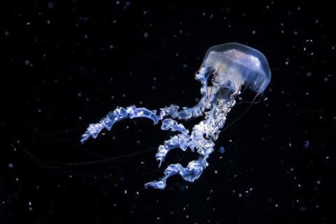 Jellyfish, compass jellyfish (Chrysaora hysoscella), Ozeaneum, Hanseatic City of Stralsund,