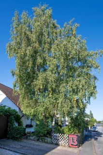 Fifty-year-old birch (Betula) in the front garden of a housing estate, Eckental, Middle Franconia,