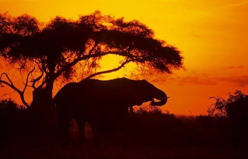 Elephant at sunrise in Amboseli National Park, orange filter, Kenya, Africa, June 2000, vintage,
