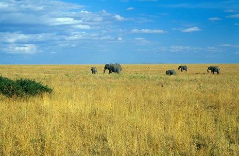Herd of elephants (Loxodonta africana) in the Serengeti, Tanzania, Africa, June 2000, vintage,