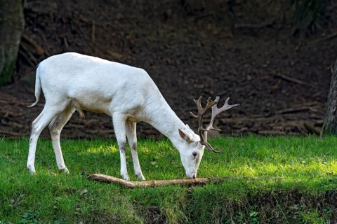 White shovel deer, fallow deer (dama dama), young animal, calf, white fur due to leucism gene