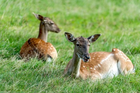 Dams (dama dama) Bald deer, hinds, resting on a meadow at the edge of the forest, Vogelsberg,