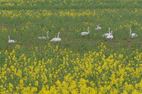 Mute swans (Cygnus olor) in an intercropped field, yellow mustard (Sinapis), North