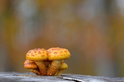 Goldfell-Schüppling (Pholiota aurivella) in autumn forest, Arnsberg Forest nature park Park, North