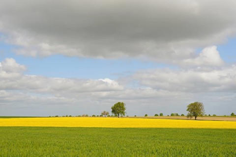 Deciduous trees, row of trees in the field landscape, green grain field and flowering rape field