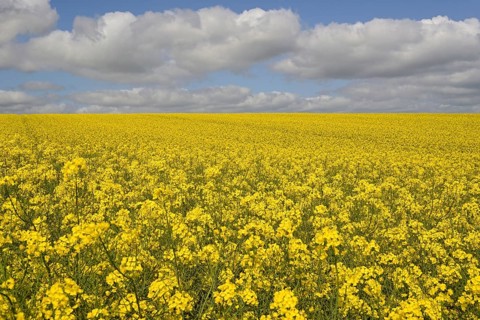 Rapeseed (Brassica napus), flowering rapeseed field, blue cloudy sky, North Rhine-Westphalia,