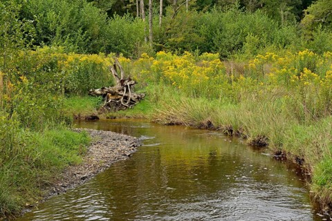 Forest stream in the Arnsberg Forest, goldenrod (Solidago) spreading along the bank,