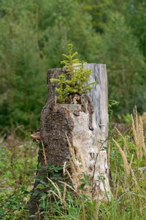 Spruce (Picea abies), young trees growing on a sawn-off and rotten spruce trunk, natural