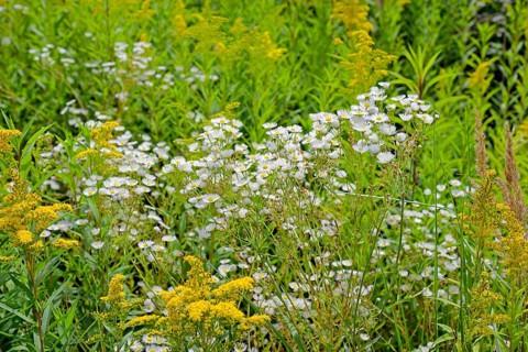 Erigeron annuus (Erigeron annuus) and goldenrod (Solidago) in bloom, Arnsberg Forest nature park