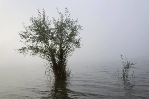 Hennesee, willows (Salix) in the fog, Hennetalsperre, Naturpark Sauerland-Rothaargebirge, North