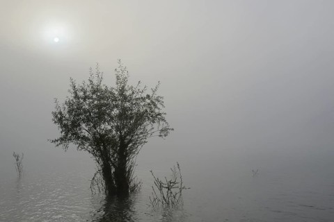 Hennesee, willows (Salix) in the lake, morning sun shining through the dense fog, Hennetalsperre,