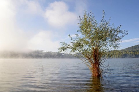 Hennesee, willow (Salix) in the lake, rising fog, blue sky, Hennetalsperre, Naturpark