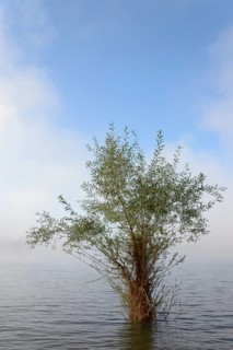 Hennesee, willow (Salix) in the lake, rising fog, blue sky, Hennetalsperre, Naturpark
